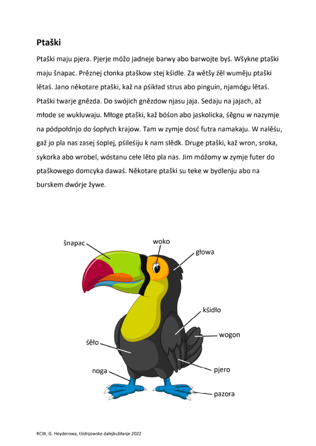 Anatomie der Vögel