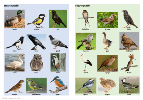 Plakat Zugvögel - Standvögel