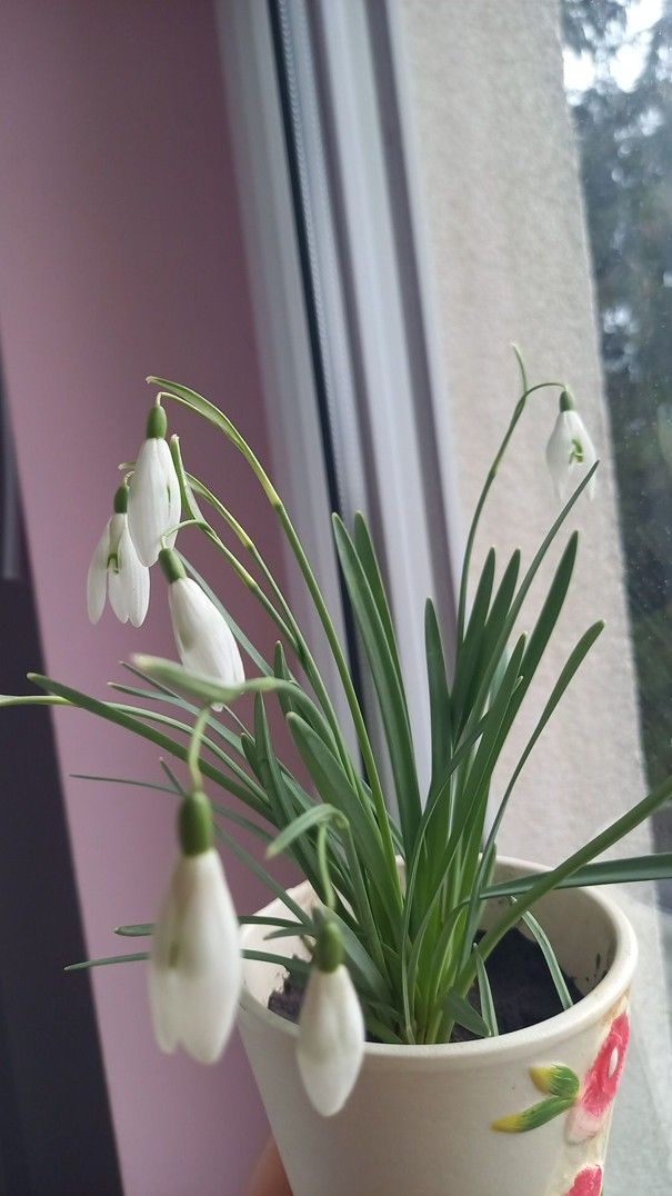 Wir lernen das Schneeglöckchen kennen