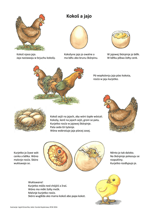 Huhn und Ei